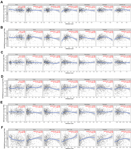 Figure 3 Correlation between BSG or TMPRSS2 expression and tumor purity or immune infiltration in COAD, LUAD or LUSC through TIMER. (A and B) Scatter plots showing the correlations between BSG/TMPRSS2 expression and tumor purity or immune cell infiltration in COAD. (C and D) Scatter plots showing the correlations between BSG/TMPRSS2 expression and tumor purity or immune cell infiltration in LUAD. (E and F) Scatter plots showing the correlations between BSG/TMPRSS2 expression and tumor purity or immune cell infiltration in LUSC.