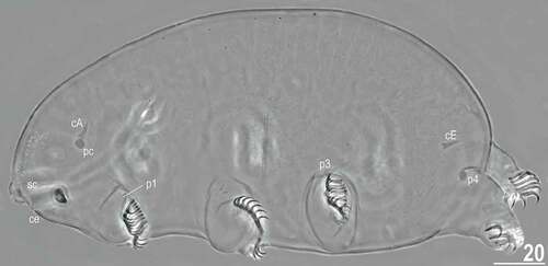 Figure 16. Habitus of the holotypic female of Echiniscoides trichosus sp. nov. (PCM). Scale bar in μm.