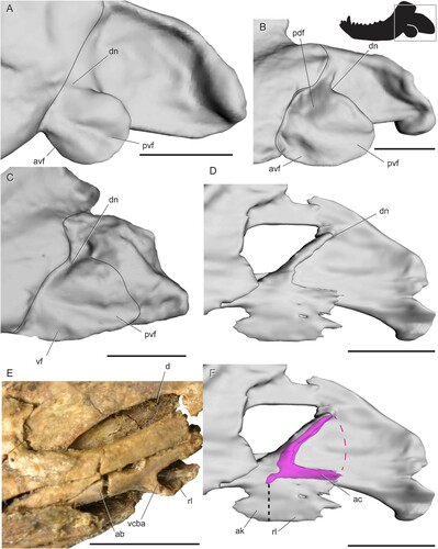 FIGURE 10. Surface and CT scans and photos of the angular region in non-eucynodont cynodonts. A, Procynosuchus delaharpeae (BP/1/226) in left lateral view; B, Galesaurus planiceps (BP/1/5064) in left lateral view; C, Thrinaxodon liorhinus (BP/1/2513) in left lateral view; D, Nshimbodon muchingaensis (NHCC LB277, right side mirrored) in lateral view; E, Thrinaxodon liorhinus (TM81, right side mirrored) in medial view; F, Nshimbodon muchingaensis (NHCC LB277, right side mirrored) with angular cleft overlay. Box on silhouette illustrates location of images. Thin dotted line indicates approximated minimum extent of missing reflected lamina. Thick dotted line indicates anterior edge of the ventrally hanging reflected lamina. Curved, solid lines indicate posterior edge of preserved dentary and posterior edge of the reflected lamina. Abbreviations: ab, angular body; ac, angular cleft; ak, angular keel; avf, anteroventral fossa; d, dentary; dn, dorsal notch; pdf, posterodorsal fossa; pvf, posteroventral fossa; rl, reflected lamina; vcba, ventral connection to body of the angular. Scale bars equal 1 cm.
