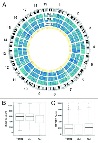Figure 2. HSC Methylome. (A) Circos plot of SP-HSC methylomes. Outermost circle shows an ideogram of the mouse genome subdivided by chromosomes. The three blue circles show the Old, Mid, and Young SP-HSC methylomes, respectively. The color code indicates the level of global methylation (dark blue, high, and light blue low). The innermost circle depicts CpG density (dark orange, high, and light orange low). (B) Box plots of global and (C) CGI, DNA methylation levels for Young, Mid, and Old SP-HSC. DNA methylation levels are expressed as MEDIPS scores.