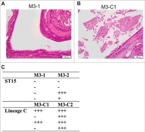 Figure 5. Nasopharyngeal infection with Lineage C associated ST15 strains resulted in enhanced nasal mucosal damage. Four mice were infected intranasally for 2 d with either one of 2 ST15 strains, M3–1 or M3–2, or one of 2 Lineage C-associated ST15 strains, M3-C1 or M3-C2. (A) and (B) photomicrographs of haemotoxylin and eosin stained nasal cavity sections following infection with either a non-Lineage C ST15 strain (A) or a Lineage C ST15 strain (B). Damage to the nasal mucosa with surface neutrophilic exudate was observed following Lineage C strain infection. (C) Semi quantitative histopathological analysis of all sections was performed to assess the damage to the nasal cavity based on level of rhinitis and associated neutrophilic exudate within the nasal cavity. +++; marked, ++; moderate, +; mild, −; no abnormality. Each row in each column represents an individual infected mouse. Free and phagocytosed bacteria were observed in all sections that scored above ‘no abnormality’.