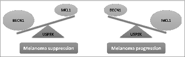 Figure 1. Schematic presentation of the reciprocal regulation and functional counteraction of the MCL1-BECN1 axis in melanoma. High levels of the tumor suppressor BECN1 maintain the levels of the oncogene MCL1 in check. Imbalance toward a decrease in BECN1 and subsequent increase in MCL1 levels is associated with melanoma progression.