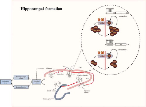 Figure 7. Connections in the hippocampal formation. In the hippocampus, sensory information arrives from the cerebral association neocortex via the entorhinal cortex, parahippocampal gyrus and/or perirhinal cortex. The hippocampal subfield CA1 sends axons to both subcortical areas and the deep layers of the entorhinal cortex, either directly or through the subiculum. Processed information is sent back from the hippocampal CA1 area to the cerebral association cortex through the same pathway. Higher methylation levels at the promoter of MET may alter the autocrine mechanism of HGF/c-MET signalling necessary for promoting axonal growth at the excitatory synapses of the CA1 hippocampal pyramidal neurons. The response to the environmental stimuli may therefore be altered, leading to depressive symptoms.