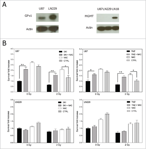 Figure 4. (A) Western blot analysis for glutathione peroxidase 1 (GPx1, left) and O-6-methylguanine-DNA methyltransferase (MGMT, right) expressions in U87 and LN229 cells. LN18 cell lysates were used as a positive control for MGMT expression. (B) Cell death rescue experiment: clonogenic survival of U87 and LN229 cells after treatment with or without NAC in presence or absence of SKI (20 µM), TMZ (10 µM) and with or without X-ray irradiation (2 Gy). Non-treated cells were used as a control (CTRL). Data are presented as means and standard deviations. Values were normalized to the respective drug (SKI or TMZ) without irradiation. Statistical significance for differences between samples with and without NAC was calculated using 2-way ANOVA and Bonferroni post-tests. *p < 0.05; **p < 0.01; (n = 3).