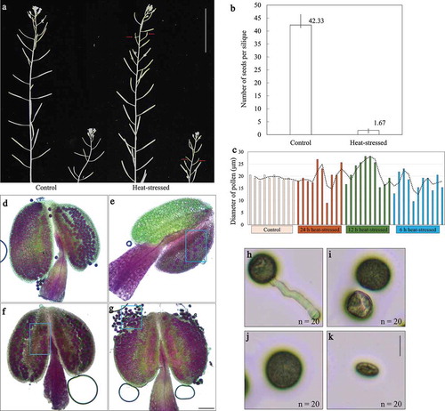 Figure 1. Heat stress reduces pollen viability and plant fertility. (a), Siliques from main shoots and lateral shoots in control plants and heat-stressed plants. Red arrows indicate short siliques induced by the heat stress. Scale bar = 5 cm. (b), Histogram showing the average number of seeds yielded by the siliques of control plants and the heat-stressed plants. For both control and heat stress conditions, three individuals were used for quantification. Error bars represent standard deviation. (c), Histogram showing the diameter of 10 pollen grains produced by control, 24 h-stressed, 12 h-stressed and 6 h-stressed plants. (d–g), Alexander staining of anthers in control plants (d), and in the plants treated by 24 h (e), 12 h (f) and 6 h (g) heat stresses. Blue boxes indicate the pollen grains with different sizes. Scale bar = 100 μm. (h–k), Germinated pollen grain in control plant (h), and non-germinated pollen grains with varied sizes from the 24 h heat-stressed plants (i–k). n indicates the number of observed pollen grains with corresponding phenotypes. Scale bar = 20 μm.