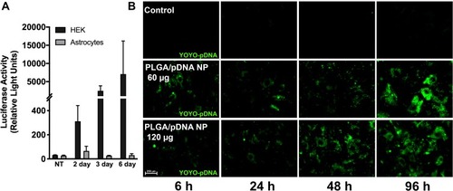 Figure 1 PLGA/pDNA-NPs were taken up by astrocytes but failed to facilitate exogenous gene expression. Luciferase reporter pDNA encapsulated in PLGA-NPs was used to assess PLGA-mediated gene delivery (A). HEKs or primary human astrocytes were treated with 120 µg PLGA/pDNA-NPs for 2, 3, and 6 days. Luciferase reporter assay was used to verify exogenous gene expression. Data are graphed as mean ± SD from a representative experiment with duplicated measurements from triplicate wells. Two additional experiments illustrated the same trend. (B) Primary human astrocytes were treated with YOYO-pDNA encapsulated in PLGA-NPs (60 or 120 µg) and imaged at 6, 24, 48 and 96 hours using fluorescent microscopy to gauge PLGA-NP-mediated pDNA delivery to the cytoplasm.