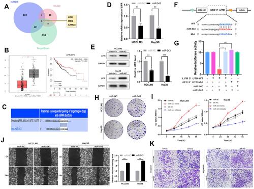 Figure 4 Mir-543 can promote HCC progression by targeting LIFR. (A) TargetScan, miRDB, RNA22 databases were used to find the target mRNA of miR-543. (B) Survival curve and expression of LIFR in HCC obtained from TCGA database. (C) Predicted binding site between miR-543 and 3’UTR of LIFR obtained from TargetScan. (D) RT-qPCR analysis of LIFR mRNA expression in cells transfected with miR-543 mimics and controls. (E) Relative LIFR protein level in cells transfected with miR-543 mimics and control using Western blotting assays. (F) Schematic representation of potential binding sites of miR-543 with WT or MUT LIFR. (G) Relative luciferase activity detected after co-transfecting miR-543 mimics, miR-NC, LIFR-Mut and LIFR-WT into 293T cells. (H) Colony forming assays using cells transfected with miR-543 mimics or control. (I) The growth curve of cells transfected with miR-543 mimics or miR-NC and miR-543 inhibitor or inh-NC using CCK8 assays. (J) Mobility of cells transfected with miR-543 or miR-NC, assessed by wound healing assay. (K) Transwell invasion and migration assays showing the metastasis ability of cells transfected with miR-543 mimics or control. Values are shown as the mean ±SD of three independent experiments. *p < 0.05, **p < 0.01, ***p < 0.001.