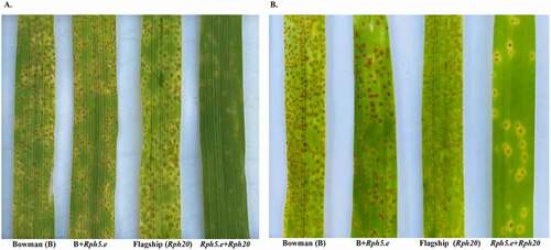 Fig. 2 (Colour online) Rph5.e+Rph20 combination lines of barley showing improved resistance in contrast to parental line Bowman+Rph5.e and ‘Flagship’ (Rph20) when tested with avirulent pathotype 5457P+ (A) and virulent pathotype 220 P+ +Rph13 (B) of Puccinia hordei. ‘Bowman’ was used as a susceptible control
