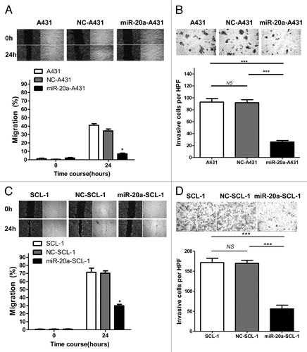 Figure 4. MiR-20a inhibits CSCC cell migration and invasion. (A and C) The scratch migration assay was performed in non-treated blank (A431/SCL-1), negative control transfected (NC-A431/NC-SCL-1), and hsa-mir-20a transfected (miR-20a-A431/miR-20a-SCL-1) cells. Migration of cells into the scratch-induced gap was monitored at the indicated time points. Representative microscopic images (40×) are on the left or top. To more clearly show the differences, black and white images were generated according to edge enhancing processing. The crawling areas of cells presented in images were quantified to determine the migration rate of each group at 0, 24h, or at 48 and 72 h. (B and D) The invasive cell number was counted in at least five different high power fields (HPF) of view. Representative microscopy images of invasive cells from the non-treated blank (A431/SCL-1) group, negative control (NC-A431/NC-SCL-1) group, and hsa-mir-20a (miR-20a-A431/miR-20a-SCL-1) group (100×); *P < 0.05, ***P < 0.001.