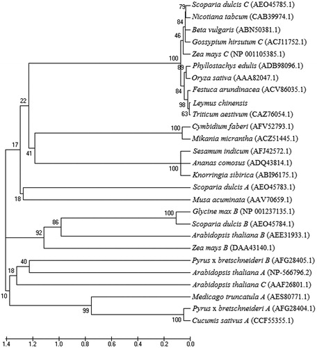 Figure 3. Phylogenetic tree of predicted amino acid sequences of LcGAPC in the two ecotypes. The analysis was performed using the NJ method with 1000 bootstraps in MEGA5 software.
