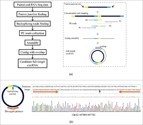 Figure 1. Identification of circRNAs with full-length sequences. (a) Workflow for computational identification of circRNAs with full-length sequences based on paired-end RNA-Seq data. Left panel, a pipeline for assembly of full-length circRNA sequence implemented in circseq_cup. Right panel, a model illustrating the assembly method by circseq_cup. (b) Validation of full-length circRNA sequences by divergent RT-PCR. Left panel, a diagram showing a circRNA and the positions of divergent primers used in amplification of circRNA. Forward and reverse primers were designed close to each other or even overlapping at their 5′ ends to make sure that the PCR product was or nearly was the full size of circRNA. Right panel, an example showing the full-length sequence of a circRNA (Chr12: 607,669–607,762) confirmed by Sanger sequencing. In this case, the forward and reverse primers overlapped 3-nt at their 5′ ends.
