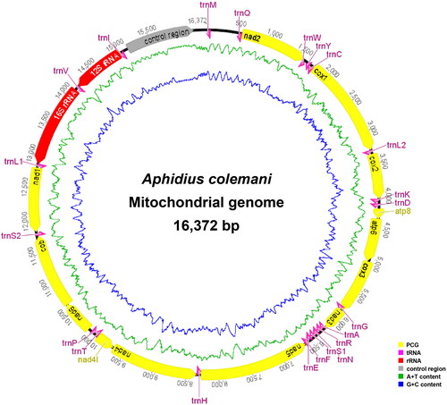 Figure 2. The mitochondrial genome map of Aphidius colemani Viereck 1912. The green line in the circle shows the a + T content, and the blue shows the G + C content. Protein-coding genes (PCGs) are shown as yellow arrows, transfer RNA (tRNA) genes as pink arrows, ribosomal RNA (rRNA) genes as red arrows, and control region as grey arrow. Arrows indicate the orientation of gene transcription.