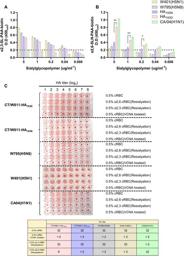 Figure 3. Receptor-binding preference of rCT/W811-HA193N and rCT/W811-HA193D. Binding affinities of inactivated whole viruses to SA α2,3-SL-PAA-biotin (A) and SA α2,6SLN-PAA-biotin (B) glycans. For comparison, the receptor-binding specificity of the A/California/04/2009 (CA/04, H1N1), A/EM/Korea/W795/2020 (EM/W795, H5N8), and A/mallard duck/Korea/W401/2011 (MDk/W401, H5N1) viruses were used as positive controls for mammalian and avian influenza viruses, respectively. HA assays using re-sialylated cRBCs. The results obtained with re-sialylated cRBCs were normalized to the results obtained with untreated cRBCs (C). The results shown are mean ± SEM (mean of three replicates; * indicates p < 0.01, and ** indicates p < 0.0001). The dashed lines indicate the limit of detection.