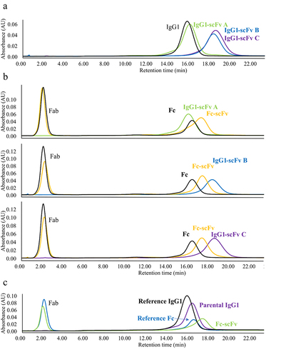 Figure 2. FcRn chromatography of the bispecific antibodies IgG1-scFv revealed additional fab and scFv interactions with FcRn of the bispecific antibodies IgG1-scFv. A. Comparison of FcRn chromatography elution profiles of the three bispecific antibodies IgG1-scFv. B. Fc-scFv molecule was compared to bispecific antibodies IgG1-scFv to investigate the influence on fab and scFv on FcRn binding. C. Position of fv influences FcRn interaction. Parental IgG1 contain the same fv in fab like the fv in fc-scFv derived from IgG1-scFv.