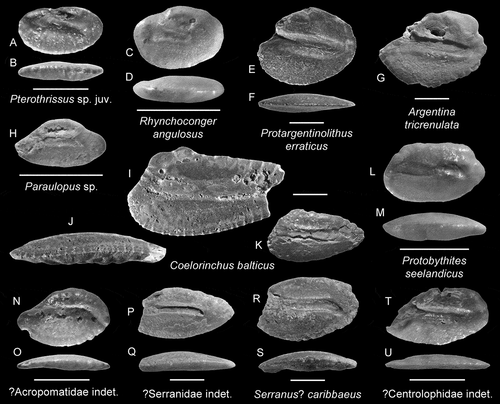 Figure 2. Paleocene (Selandian) otoliths from southern Sweden; A, B. Pterothrissus sp. juv., mirror imaged, Ystad-38, 24 m, NRM-PZ P 16439, C, D. Rhynchoconger angulosus (Schwarzhans Citation2003), mirror imaged, Ystad-38, 20 m, NRM-PZ P 16438, E, F. Protargentinolithus erraticus (Roedel Citation1930), mirror imaged, Magnushill, NRM-PZ P 16386, G. Argentina tricrenulata (Stinton Citation1965), mirror imaged, Magnushill, NRM-PZ P 16387, H. Paraulopus sp., Ystad-38, 20 m, NRM-PZ P 16438, I–K. Coelorinchus balticus (Koken Citation1885), mirror imaged, Magnushill, NRM-PZ P 16386 (I-J) and NRM-PZ P 16387 (K), L, M. Protobythites seelandicus (Koken Citation1885), mirror imaged, Ystad-38, 20 m, NRM-PZ P 16438.N, O. ?Acropomatidae indet., mirror imaged, Ystad-38, 16.5 m, NRM-PZ P 16441, P, Q. ?Serranidae indet., mirror imaged, Magnushill, NRM-PZ P 16387, R, S. Serranus? caribbaeus (Nolf & Dockery Citation1993), mirror imaged, Magnushill, NRM-PZ P 16386, T, U. ?Centrolophidae indet., Ystad-38, 17 m, NRM-PZ P 16440. Scale bar equals 1 mm