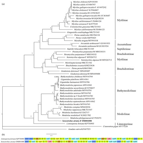 Figure 1. (a) The Bayesian inference phylogenetic tree for Xenostrobus atratus and other Mytilidae species, with numbers next to the node are support values; (b) Mitochondrial genome arrangement of Xenostrobus atratus and Limnoperna fortunei. The -F represents female-lineage mitochondrial genome and -M represents male-lineage mitochondrial genome.