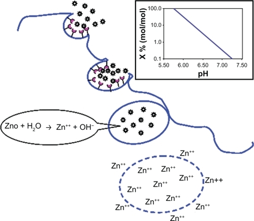Figure 9 Schematic model of zinc oxide nanoparticle cytotoxicity. Inset: pH-dependent hydrolysis of zinc oxide.