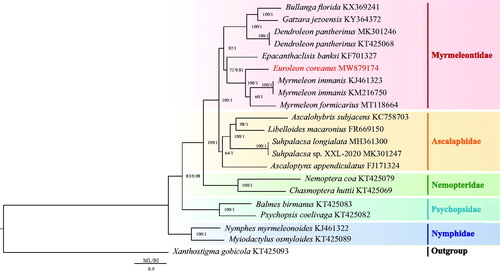 Figure 1. Phylogenetic tree of the relationships among 21 species of Neuroptera including Euroleon coreanus. The mitochondrial genomes of 20 Neuroptera species were downloaded from GenBank and used to investigate the phylogenetic relationships, with Xanthostigma gobicola chosen as the outgroup. Numbers around the nodes show the posterior probabilities of BI (right) and the bootstrap values of ML (left). GenBank numbers of all species are shown in the figure.