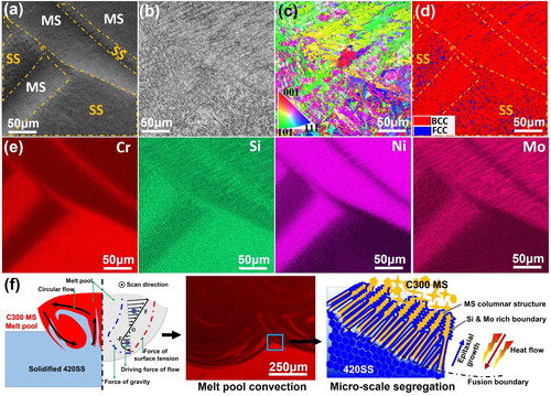 Figure 3. High-magnification EBSD analysis of the interface and microstructure evaluation mechanism. (a) EBSD scan region of the layer interface corresponding to the marked region in Figure 2(c), (b) band contrast image, (c) IPF, (d) phase distribution map, (e) EDS maps, (f) schematics showing microstructural evaluation mechanism and multi-scale heterostructures (F stands for the synthetic force between surface tension and gravity). The schematics of Marangoni convection are adapted from [Citation15].