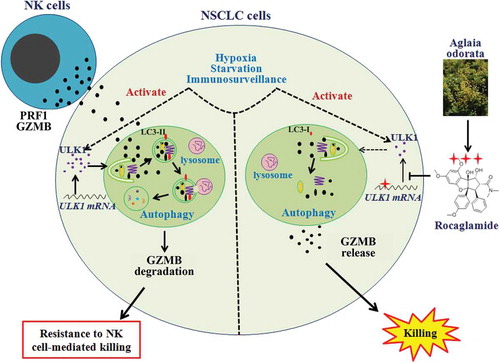 Figure 9. Scheme of RocA-enhanced NK cell-mediated killing of NSCLC cells through blocking autophagic immune resistance. Armed NK cells may recognize and kill NSCLC cells. However, cancer cells can resist NK cell-mediated killing through decreasing the NK cell-derived GZMB level in NSCLC cells by autophagy under hypoxia, starvation and immune surveillance via activating ULK1. RocA can repress ULK1 protein translation in a sequence-specific manner, resulting in autophagy inhibition and elevation of NK cell-derived GZMB in NSCLC cells, and leading to improved NK cell-mediated cell lysis.