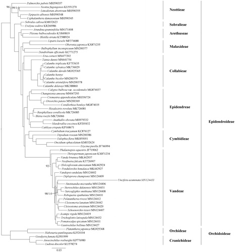 Figure 1. The maximum likelihood (ML) tree of Epidendroideae (Orchidaceae) inferred from the complete chloroplast genome sequences. ML bootstrap percentages (1,000 replicates) and Bayesian inference (BI) posterior probabilities are shown above clades if lower than 100 and 1.0 (dash indicate the brahches that are not supported by posterior probabilities).