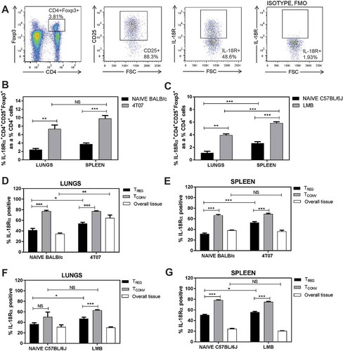 Figure 3. IL-18R expression is abundant in the lungs of naïve and tumour-bearing mice. (a) Representative flow cytometry plots for gating. (b-c) IL-18R+ Tregs are increased in the lungs and spleens of 4T07 and EO771-LMB bearing mice relative to naïve control tissues. IL-18R+CD4+ Tconvs are more abundant than IL-18R+ Tregs in the lungs and spleens of naïve and tumour-bearing 4T07 (d-e) or LMB (f-g) mice. Data are n = 5–6 mice per group from two independent experiments analyzed using Student’s two-tailed t-test * p < 0.05, ** p ≤ 0.01, *** p ≤ 0.001.