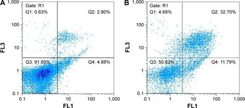 Figure 10 Flow cytometric analyses by annexin V-FLUOS (FL1) (x-axis) and PI (FL3) (y-axis) double staining of AGS cells treated with the phytosynthesized AgNPs at 24 hours.Notes: The apoptotic cells stained by annexin V and unstained by propidium iodide in the lower right quadrant (LR), late apoptotic (annexin V+/PI+) populations were presented in the upper right quadrant (UR), and necrotic cell (annexin V−/PI+) populations were located in the upper left quadrant (UL). Dot plots of annexin V/PI staining are shown in (A) untreated AGS cells. (B) AGS cells treated with 21.05 µg/mL AgNPs exhibited 11.79% early-stage apoptosis and 32.70% late-stage apoptosis.Abbreviations: PI, propidium iodide; AgNPs, silver nanoparticles; FLUOS, fluorescein.