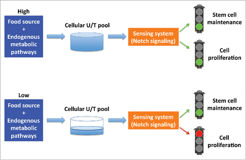 Figure 1. The cellular uridine/thymidine (U/T) pool is impacted by the nucleotides from both food source and endogenous metabolic pathways. The downstream sensing system, including the Notch signaling pathway, senses the nucleotide abundance and regulates the rate of cell proliferation to protect animals/cells from deleterious damage caused by exhausting the nucleotide pool.