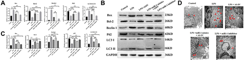 Figure 9 AS-IV regulates autophagy in LPS-treated heart cells.
