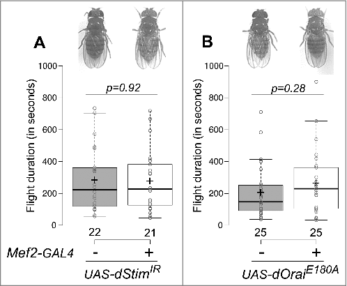 Figure 2. SOCE function in muscle is not required for flight. Representative images of flies from the indicated genotypes showing normal wing posture (top) and a box plot of flight durations of flies measured by single flight assay (bottom) from flies with dStim knockdown in the muscle (A) or dOrai dominant negative expression in the muscle (B). Box plot symbols are as described for Figure 1. All flies tested were from the same cross. Pairwise comparisons were performed by unpaired, two-tailed Student's t-test and the exact p-values are indicated.