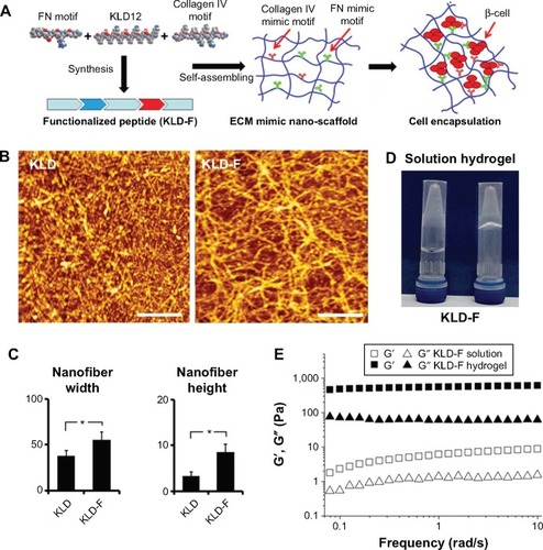 Figure 1 Molecular design and characteristics of functionalized self-assembling peptide.Notes: (A) Design and synthesis of KLD-F with FN and collagen IV mimic motifs, with KLD-F self-assembling into a nanoscale scaffold for encapsulating INS-1 β-cell. (B) Atomic force micrographs of KLD12 and KLD-F (0.1 mg/mL, bar 500 nm). (C) Width and height of KLD and KLD-F nanofibers (*P<0.05). (D) Photograph of KLD-F solution and hydrogel (10 mg/mL). (E) Rheological properties of KLD-F solution and hydrogel (Pa).Abbreviations: ECM, extracellular matrix; FN, fibronectin.