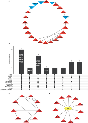 Figure 5 Constructing PPI network and screening hub genes. (A) PPI network of DEGs. The genes in the red positive triangles are up-regulated differential genes, and those in the blue inverted triangles are down-regulated differential genes. (B) Venn diagram showed the results of 12 types of algorithms to screen out hub genes in DEGs. (C) PPI network of hub genes; (D) key TF-DEGs network.