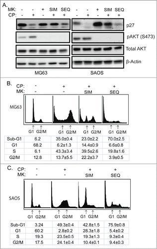 Figure 8. Scheduled inhibition of AKT reduces p27, abrogates G1 arrest, and sensitizes p53-null cells to CP-induced apoptosis. (A) Cells were treated with CP (5 μM for MG63, 2 μM for SAOS) alone, CP plus MK2206 simultaneously (SIM), or CP first for 24 hrs followed by MK2206 (sequentially; SEQ) for 48 hrs. Whole cells lysates were immunoblotted for p27, pAKT, total AKT, and β-actin. (B and C) MG63 and SAOS cells were treated as indicated for 72 hours, and cell cycle determined by FACS. Representative histograms are shown. The tables below the histograms shows the average percent sub-G1, G1, S, and G2/M populations from triplicate experiments +/− s.e.m. There is significant difference in sub-G1 and G1 population (p < 0.01) between CP plus MK (SIM) and CP plus MK (SEQ) in both MG63 and SAOS cells.