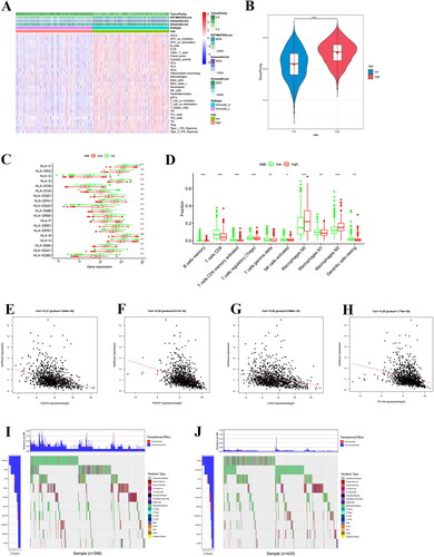 Figure 5. Analysis of immune characteristics and gene mutation differences in TCGA-BRCA high- and low-risk groups.(A) Heat map of 29 immune features analyzed by ssGSEA. (B) Violin plot of tumor purity score for samples from high- and low-risk groups. ****p < 0.00001. (C) Box-plot of HLA-related protein expression in high- and low-risk groups. ***p < 0.0001. (D) CIBERSORT was used to analyze differences in 22 immune cell infiltration scores between high- and low-risk groups. *p < 0.05, **p < 0.001, ***p < 0.0001. (E) Pearson correlation analysis of programmed cell death-Ligand 1(PD-L1) and risk score. (F) Pearson correlation analysis between programmeddeath-1(PD-1) and risk score. (G) Pearson correlation analysis between LAG3 and risk score. (H) Pearson correlation analysis between CTLA4 and risk score. (I) Waterfall map of 10 high-frequency mutation genes in the low-risk group. (J) Waterfall map of 10 high-frequency mutation genes in the high-risk group. The ordinate represents the gene, the abscissa represents the patient, and the color of the thin bars in the coordinate represents the mutation type of the gene corresponding to the abscissa
