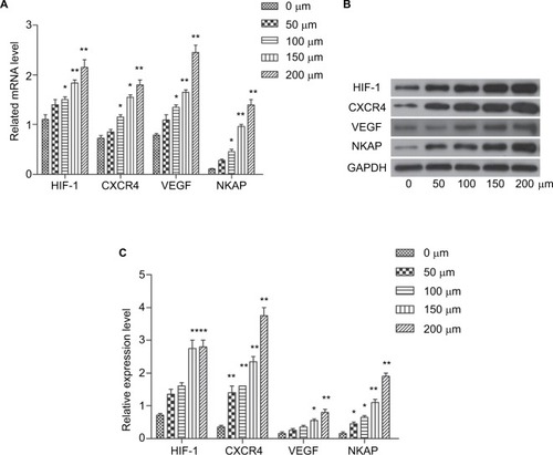 Figure 5 CoCl2 induced the expression of HIF-1, CXCR4, VEGF, and NKAP.Notes: (A) qRT-PCR demonstrating the mRNA expression of HIF-1, CXCR4, VEGF, and NKAP following treatment with CoCl2. (B and C) Western blot verified the protein expression of HIF-1, CXCR4, VEGF, and NKAP following treatment with CoCl2. *P<0.05, **P<0.01 compared with NC.