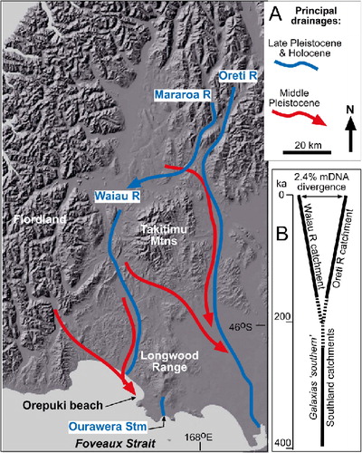 Figure 13 A, Map showing inferred regional paleodrainage variations that have led to the sediment provenance differences summarised in Fig. 10; B, genetic divergence of freshwater-limited fish in the adjacent Oreti and Waiau River catchments, showing the genetic isolation of the Waiau catchment fish since 200 ka (after Burridge et al. Citation2007; Craw et al. Citation2007).