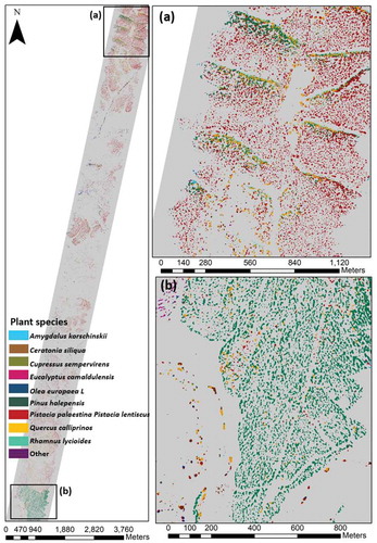 Figure 5. Species distribution (SD) maps of the nine dominant species along the flight line. Native woodland was more abundant in the northern region (a), while planted trees were highly abundant in the southern region (b)