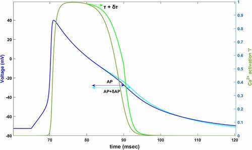 Figure 1. Simulated AP (dark blue) and simulated Ca2+ activation function,l, (dark green) between 60–120 ms. In 80 mV, time constant of Ca2+ activation τl is increased by δτ (light green). Slowing down the Ca2+ activation (%60 for this plot) increases AP duration by δAP (light blue)