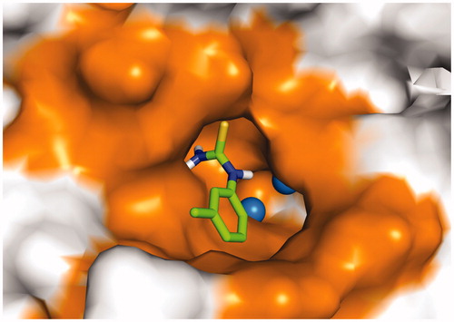 Figure 10. The docked pose of 24dCitation93 (stick model) is shown with the two copper ions (sphere representation) and the binding pocket (surface model) of tyrosinase from Bacillus megaterium (PDB ID: 3NQ1).