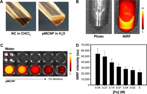 Figure 6 pMCNPs were evaluated for NIRF imaging. Nanoparticle solutions were serially diluted in a 96-well plate.Notes: NCs were well dispersed in chloroform and stable in water after they were loaded into pMCNPs (A). The pMCNPs emitted a NIRF signal from Cy5.5 on the nanoparticles (B). pMCNPs were placed in a 96-well plate at serial two fold dilutions. NIRF images were observed with an IVIS NIRF machine. An increased number of particles resulted in brighter NIRF intensity (C). NIRF intensity was also measured as a function of the number of Fe ions in the pMCNP solution. A lower pMCNP concentration had a weaker NIRF intensity (D).Abbreviations: CNPs, chitosan nanoparticles; IVIS, in vivo imaging system; NCs, nanocubes; NIRF, near infrared fluorescence; pMCNPs, pCNPs loaded with 22 nm iron oxide NCs; H, high; L, low.