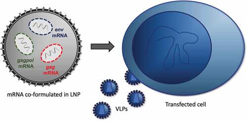 Figure 1. Production of mature virus-like particles by LNP-encapsulated co-formulated env-gag-gagpol mRNA.