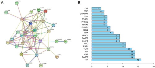 Figure 2. (A) Protein-protein interaction network of ZYD anti-SS. (B) The top 20 genes of the PPI network. The longitudinal-axis displays gene name, and horizontal axis represents the number of these genes.