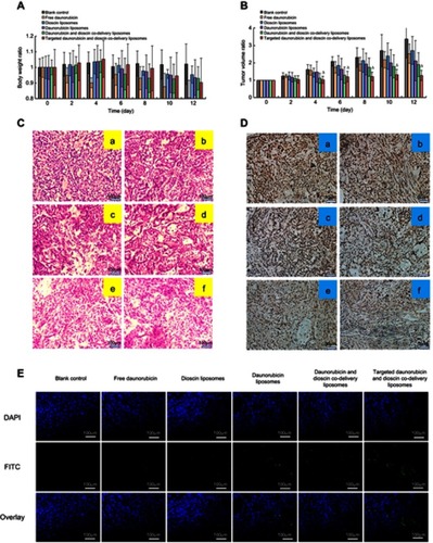 Figure 9 In vivo antitumor efficacy in tumor-bearing mice. (A) Body weight changes, (B) Tumor volume changes. △, vs Blank control, p<0.05, (C) H&E staining assay, (D) Immunohistochemistry staining of the proliferation marker Ki-67 in tumor tissues. a, Blank control; b, Free daunorubicin; c, Dioscin liposomes; d, Daunorubicin liposomes; e, Daunorubicin and dioscin codelivery liposomes; f, Targeted daunorubicin and dioscin codelivery liposomes, (E) TUNEL assay for apoptotic cells.