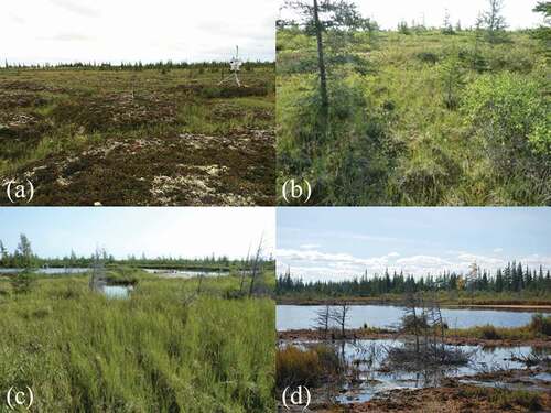 Figure 1. Pictures showing four major landscape units in this study: (a) peat plateau, (b) sedge lawn, (c) channel fen, and (d) thermokarst collapse scar