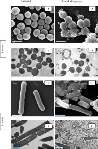 Figure 5. SEM and TEM images of S. aureus and B. subtilis treated with synergistic MIC of AgNPs and VCE: (a and c) SEM and TEM images of untreated S. aureus; (b and d) SEM and TEM images of treated S. aureus; (e and g) SEM and TEM images of untreated B. subtilis; and (f and h) SEM and TEM images of treated B. subtilis (scale bar is 1 µm).