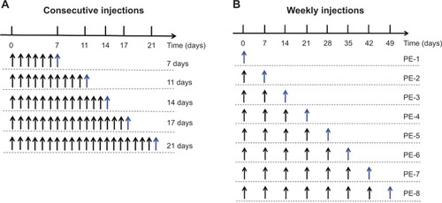 Figure 1 Time schedule for the experiment.Notes: (A) The consecutive injections of PE group, n days represent the nth-day PE injection. (B) The weekly injections of PE group, PE-n represents the nth-week PE injection. Black arrows indicate the injection of the blank PE, and blue arrows indicate the injection of PE.Abbreviations: PE, PEGylated emulsion; PEG, polyethylene glycol.