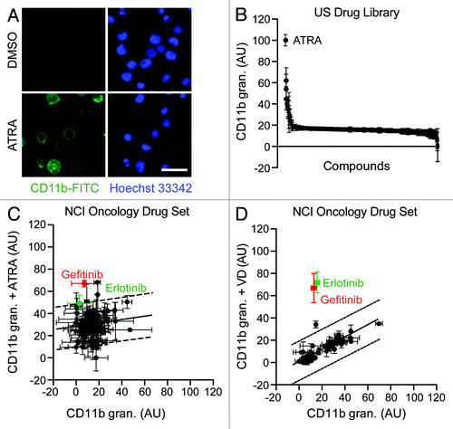 Figure 1. Automated screening platform for the identification of differentiation-inducing agents. (A–D). Human acute myeloid leukemia HL-60 cells were exposed to DMSO (control conditions) (A–D), compounds from the US Drug Library (final concentration = 1 µM) (A and B), or compounds from the NCI Oncology Drug Set (final concentration = 10 µM) (C and D), alone or in combination with 100 nM all-trans retinoic acid (ATRA) or 50 nM 1α,25-hydroxycholecalciferol (VD), for 3 d, and the processed for the automated fluorescence microscopy-assisted detection of CD11b. Representative images (scale bar = 20 µm) and quantitative data on CD11b granularity (AU, means ± SD, n = 3 parallel replicates) upon intra- and inter-plate normalization are reported in (A) and (B–D), respectively. In panels (CandD), dashed lines delimit the zone of statistical non-significance (90% prediction interval).