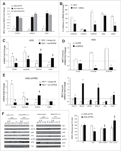 Figure 5. ALOXs and GPR32 are required for FPR1 tumor suppressor role. (A) VEGF-B, -C, and CXCL1 mRNA synthesis was inhibited in shCTR, but not in shALOX5 or shALOX15 AGS cells upon fMLF (10−9 M) treatment. Data are represented as mean ± SD of three independent experiments. *p < .05 vs. the relative untreated cells (dotted line). (B) Pre-treatment of AGS cells with NDGA (ALOX inhibitor) reverted the ability of fMLF to inhibit the mRNA synthesis of pro-angiogenic molecules. Data are represented as mean ± SD of three independent experiments. *p < .05 compared to fMLF treated cells. (C) In AGS cells, fMLF induced ALOX5 and ALOX15A mRNA overexpression and concomitant VEGF-B and CXCL1 mRNA downregulation. These effects were reverted by a neutralizing GPR32 antibody. An isotype-matched antibody was used as a control. Data are represented as mean ± SD of three independent experiments. *p < .05 compared to untreated cells (dotted line). §p < .05 compared to isotype-matched control. (D) fMLF significantly induced ALOX5, ALOX15A, and ALOX15B mRNA levels and significantly reduced the mRNA levels of pro-angiogenic mediators in AGS shCTR, but not in shGPR32 cells. Data are represented as mean ± SD of three independent experiments. *p < .05 compared to shCTR cells. (E) A neutralizing GPR32 antibody inhibited fMLF-induced ALOX5 and ALOX15A mRNA overexpression and concomitant VEGF-B and CXCL1 mRNA downregulation in AGS shFPR2 cells. An isotype-matched antibody was used as a control. Data are represented as mean ± SD of three independent experiments. *p < .05 compared to untreated cells (dotted line). §p < .05 compared to isotype-matched control. (F) Activation kinetics of AKT, MAPK, JNK, p38, STAT3, and SRC in AGS shCTR, AGS shFPR1, MKN45 pcDNA, MKN45 FPR1 cells assessed by western blot for their phosphorylated forms. Two STAT3 inhibitors (5-15 DPP and FLLL31) reverted the anti-angiogenic effects of RvD1 in AGS shFPR1 cells. Data are represented as mean ± SD of three independent experiments. *p < .05 compared to untreated cells (NT). §p < .05 compared to RvD1 treated cells.