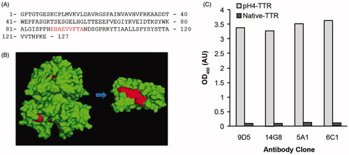 Figure 1. Generation of conformation-specific mis-TTR mAbs. (A) The amino acid sequence of human TTR highlighting the location of the mis-TTR epitope (residues 89–97, red). (B) Location of the mis-TTR epitope (red), which is inaccessible to mis-TTR mAb binding due to its location within the tetramer (left), but is exposed in the dissociated monomer (right). (C) The primary sandwich ELISA screening assay identified four clones that reacted strongly against pH4-TTR (light gray bars) and with minimal reactivity toward native, tetrameric TTR (dark gray bars).