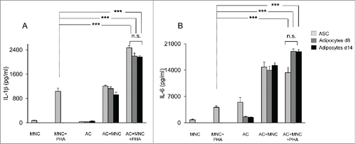 Figure 3. Both undifferentiated ASC and ASC-derived adipocytes (adipose cells, AC) enhance IL-1β secretion by monocytes and IL-6 secretion by ASC or adipocytes. Cell culture supernatants of MNC co-cultured or not with undifferentiated ASC (light gray bars), differentiated adipocytes at day 8, and activated by PHA or not, were analyzed by ELISA for the secretion of IL-1β (A) and IL-6 (B). Error bars represent standard deviations from n ≥ 3 independent experiments. ***p < 0.01 as tested by one-way ANOVA followed by Bonferroni's multiple comparison test. n.s not statistically significant for each combinatorial comparison within the 3 bars.